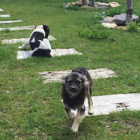 Couette-café Pitahaya Türkbükü