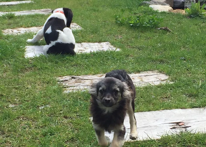 B&B Pitahaya 골터크부쿠