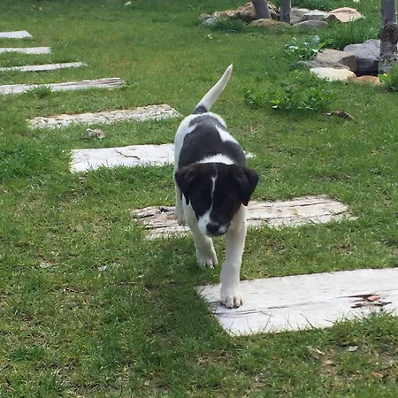 ベッド・アンド・ブレックファスト Pitahaya